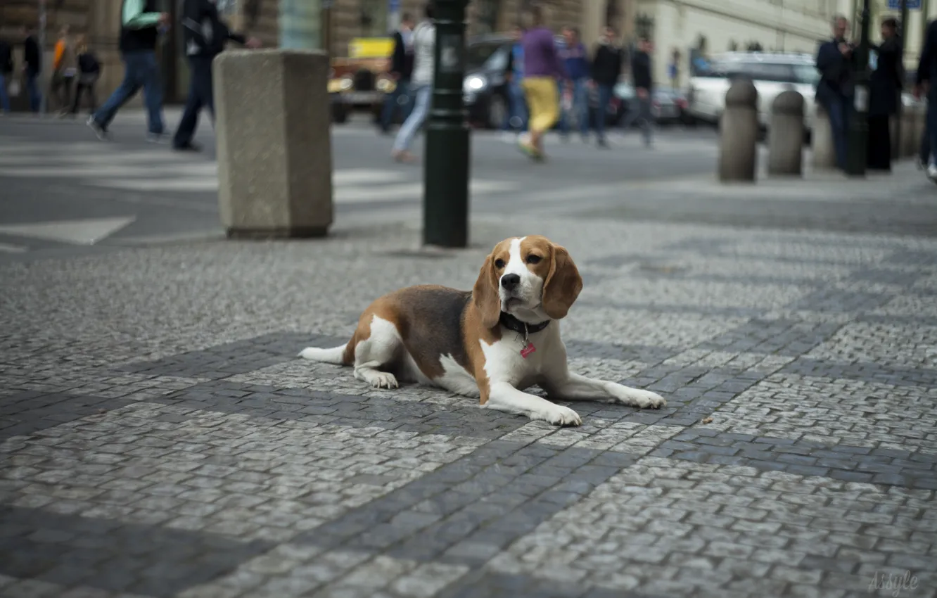 Photo wallpaper the city, dog, Prague, bokeh, dog. urban. prague. old town. beagle. animal