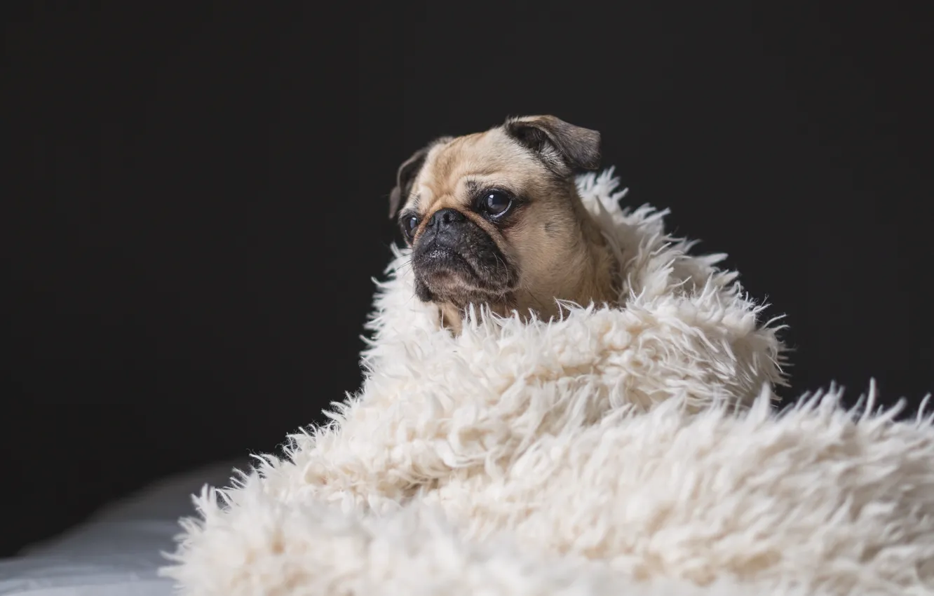 Photo wallpaper dog, wool, pug