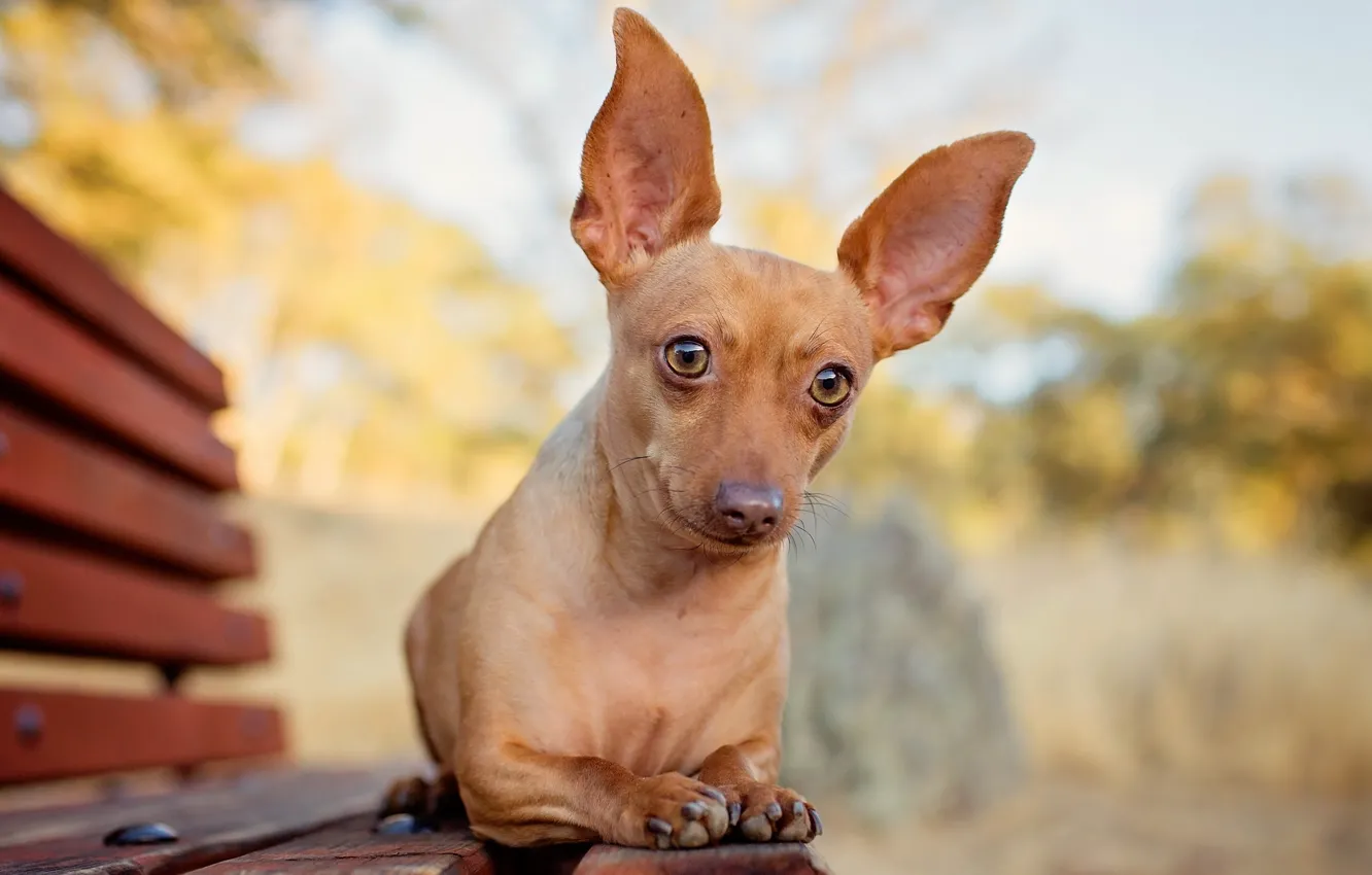 Photo wallpaper look, each, dog