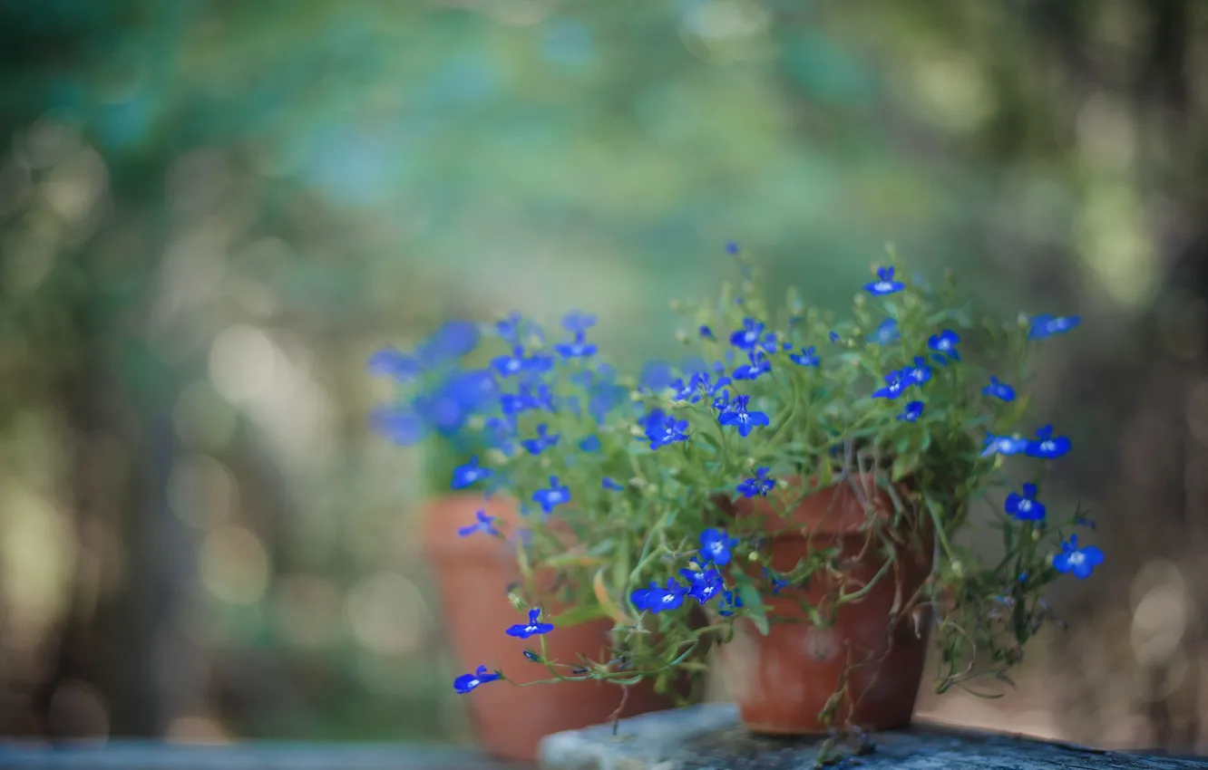 Photo wallpaper summer, flowers, blue, Board, blur, garden, pot, blur
