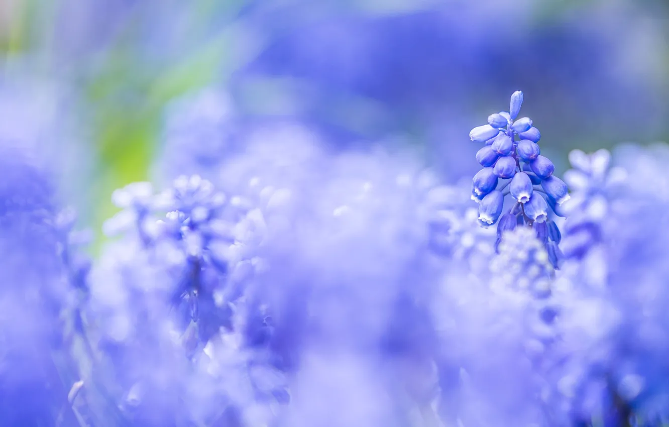 Photo wallpaper flowers, spring, lilac, Muscari
