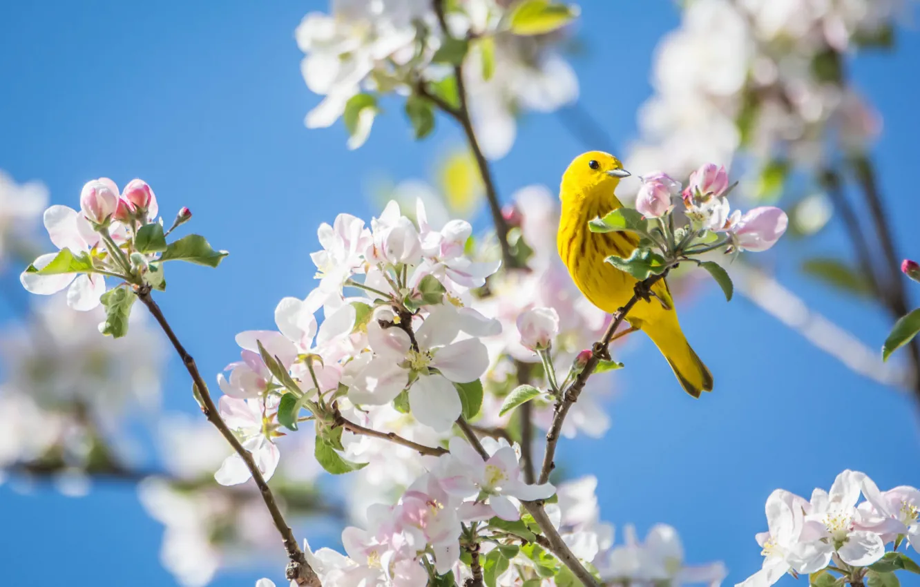 Photo wallpaper branches, bright, spring, bird, Apple, baby