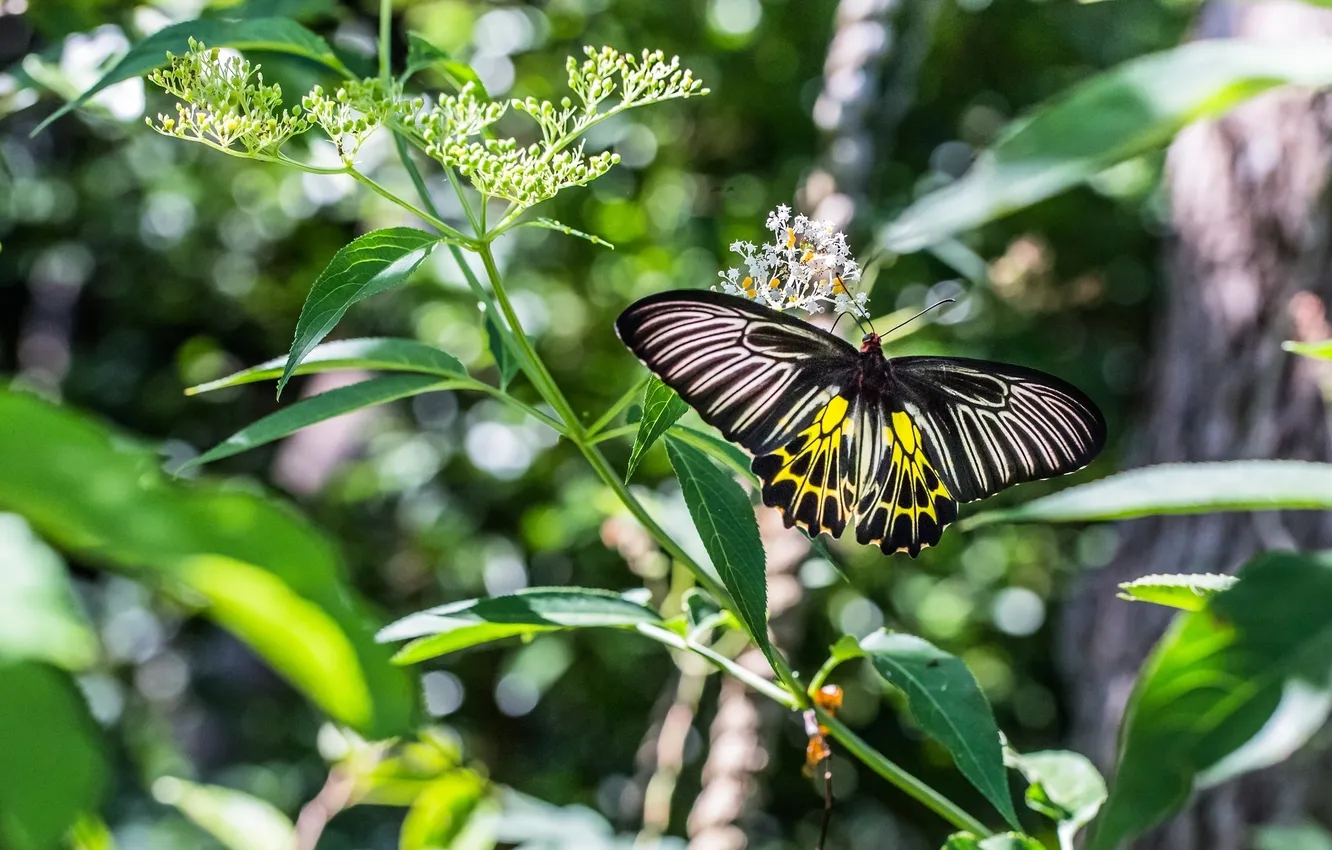 Photo wallpaper macro, butterfly, plant, wings, stems