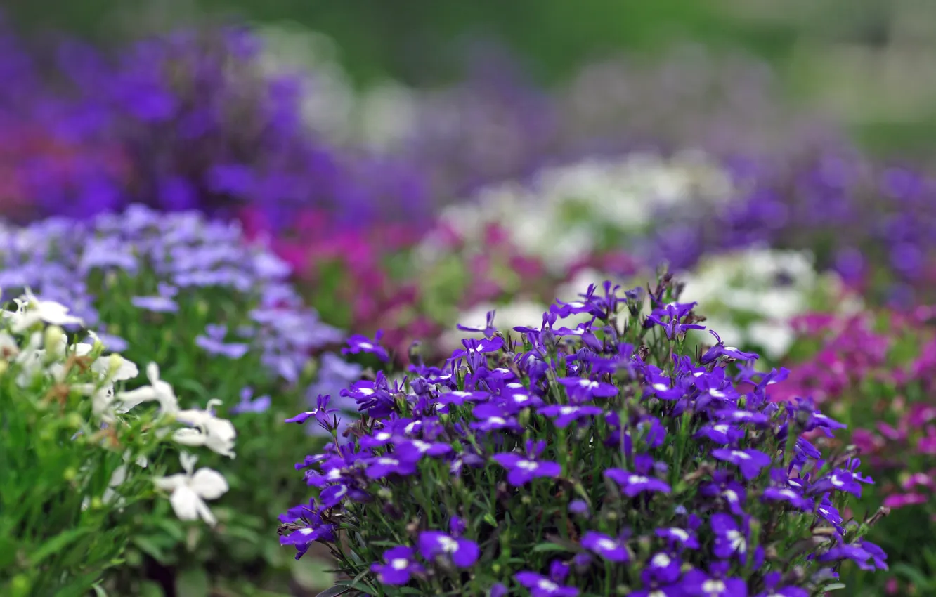 Photo wallpaper flowers, plants, blur, purple, white, lilac, beds, purple
