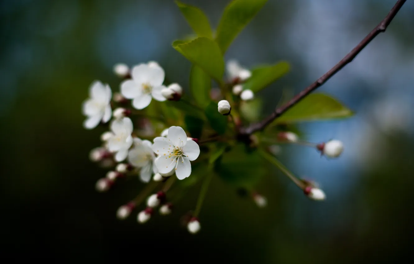 Photo wallpaper flowers, cherry, spring, Sakura