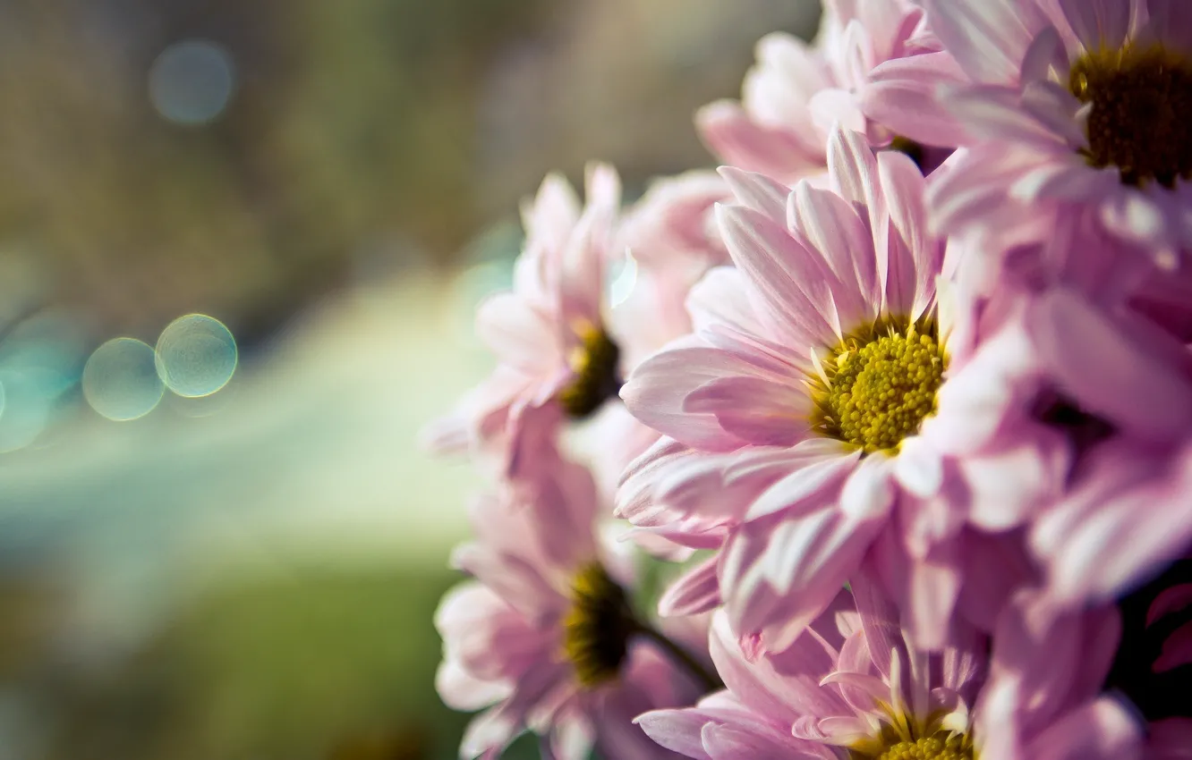 Photo wallpaper flower, macro, flowers, background, pink, widescreen, Wallpaper, blur