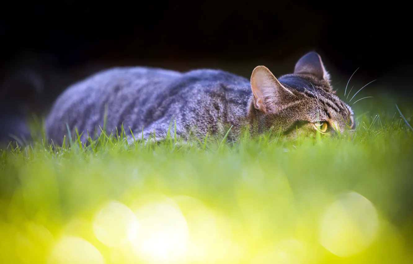 Photo wallpaper cat, grass, cat, look, face, light, the dark background, grey