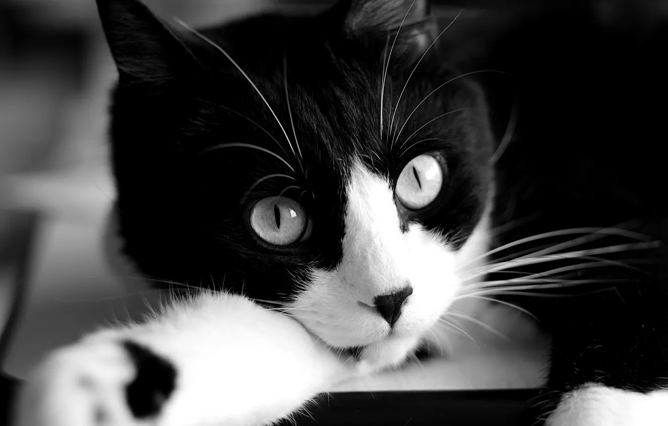 Photo wallpaper cat, look, black and white, muzzle