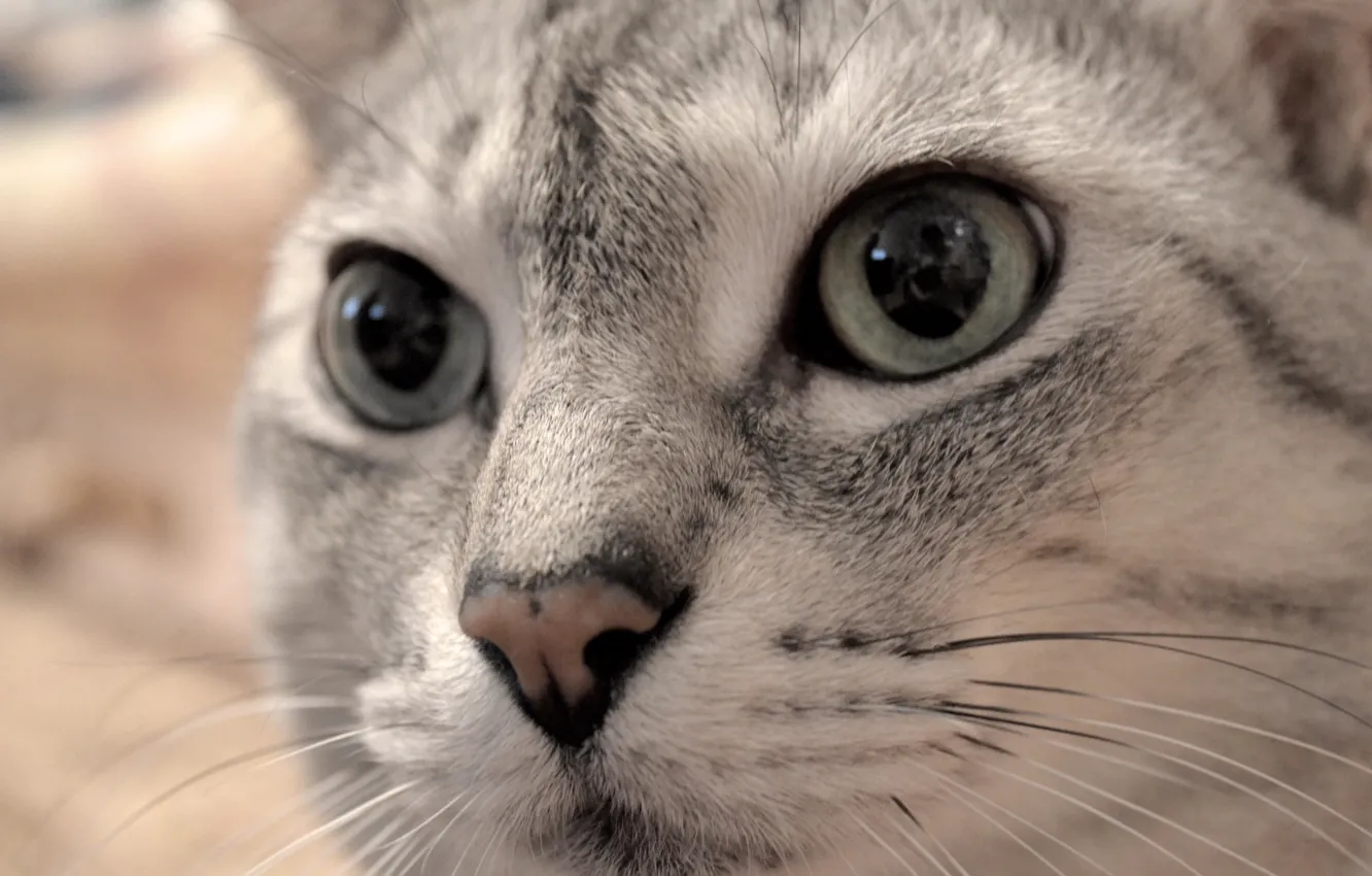 Photo wallpaper cat, grey, animal