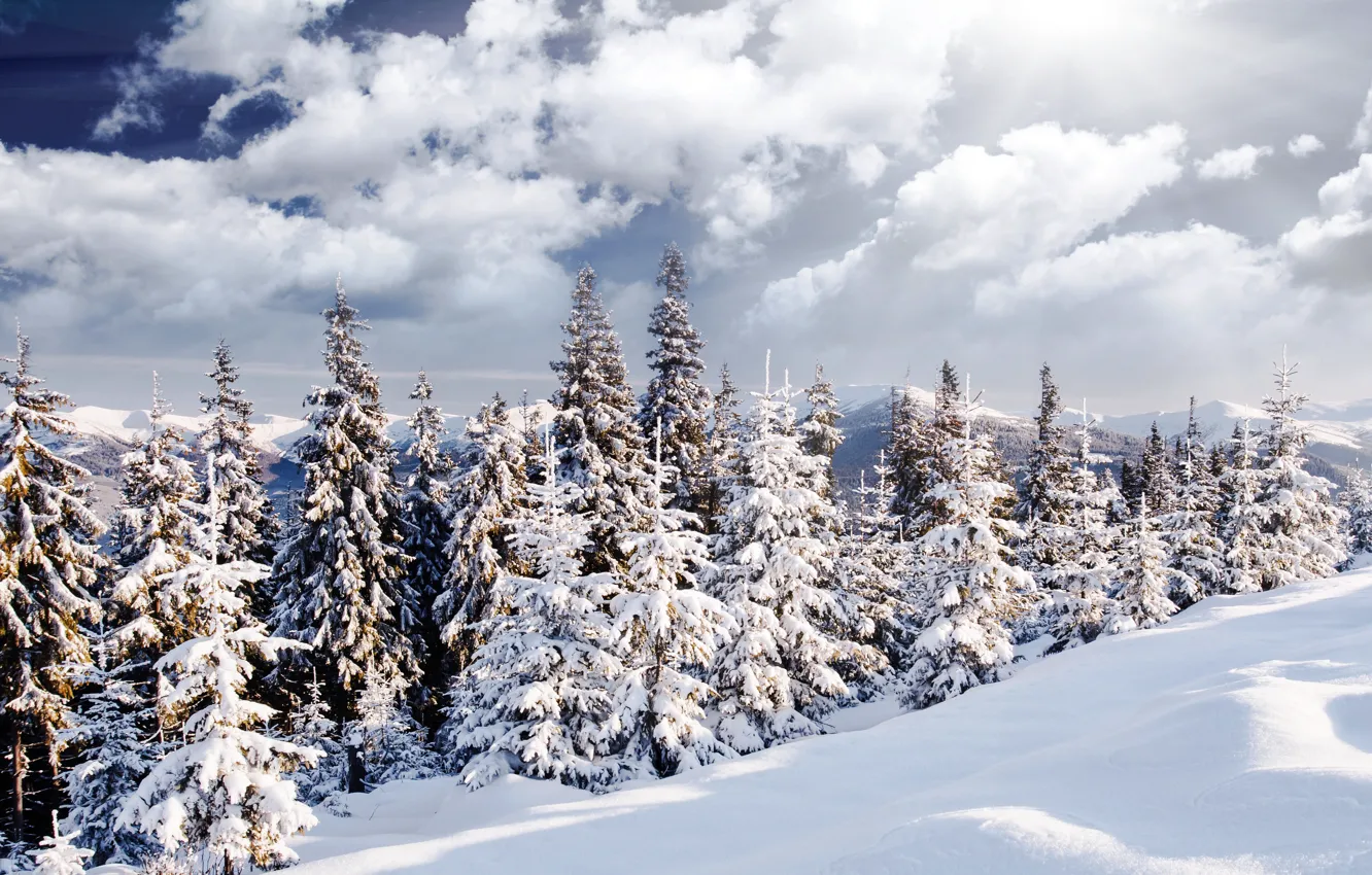Photo wallpaper winter, forest, the sun, snow, landscape, nature, tree