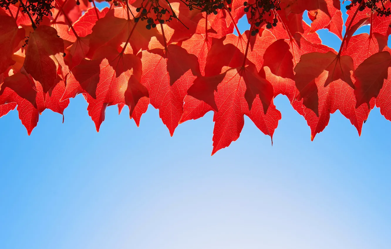Photo wallpaper autumn, the sky, leaves, the crimson