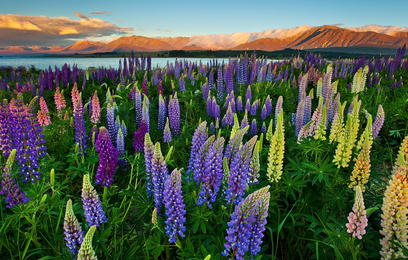 Photo wallpaper the sky, flowers, mountains, lake, beauty, horizon, meadow, lupins