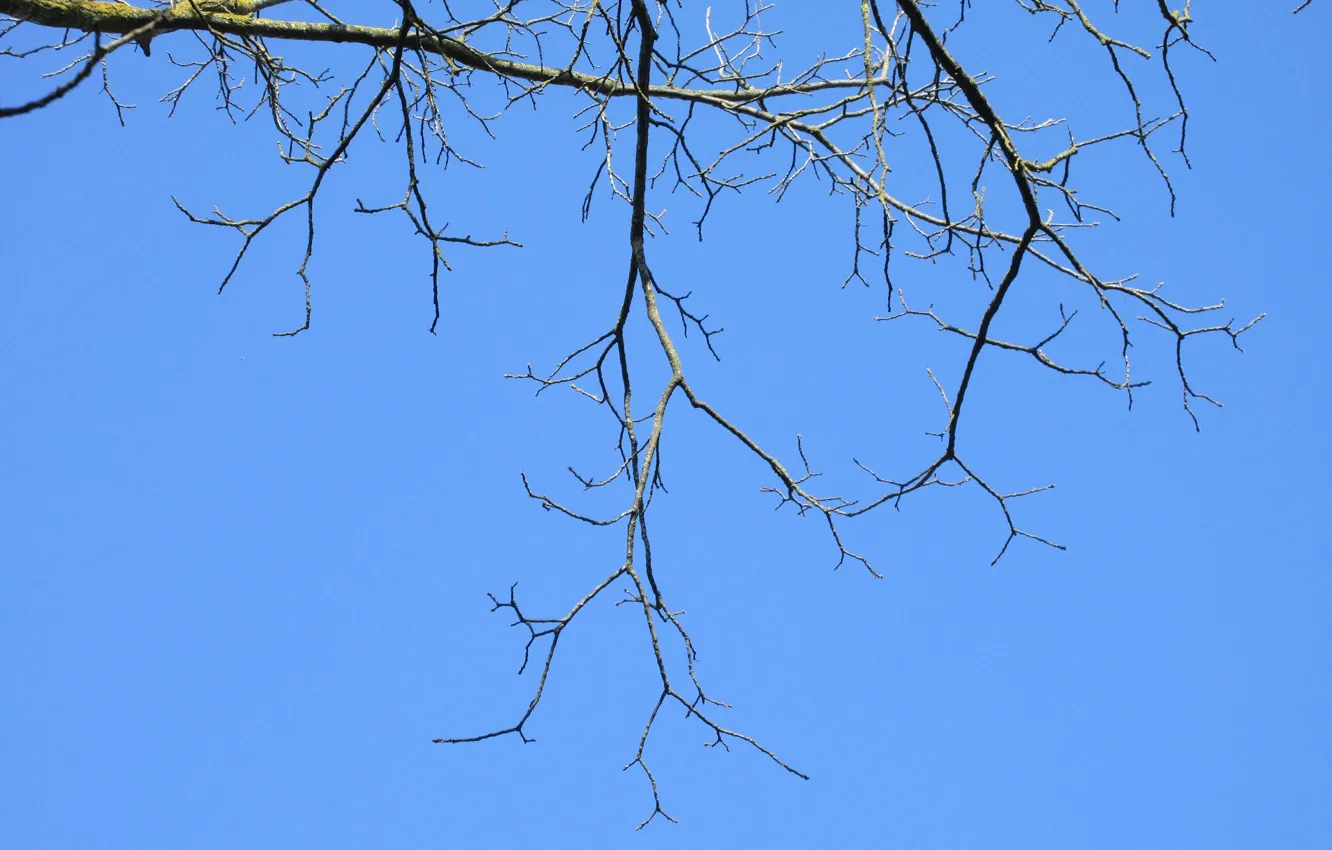 Photo wallpaper the sky, branches, spring 2018, Mamala ©
