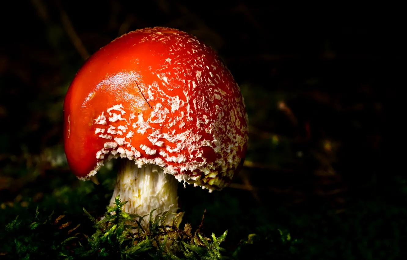 Photo wallpaper forest, mushrooms, moss, mushroom