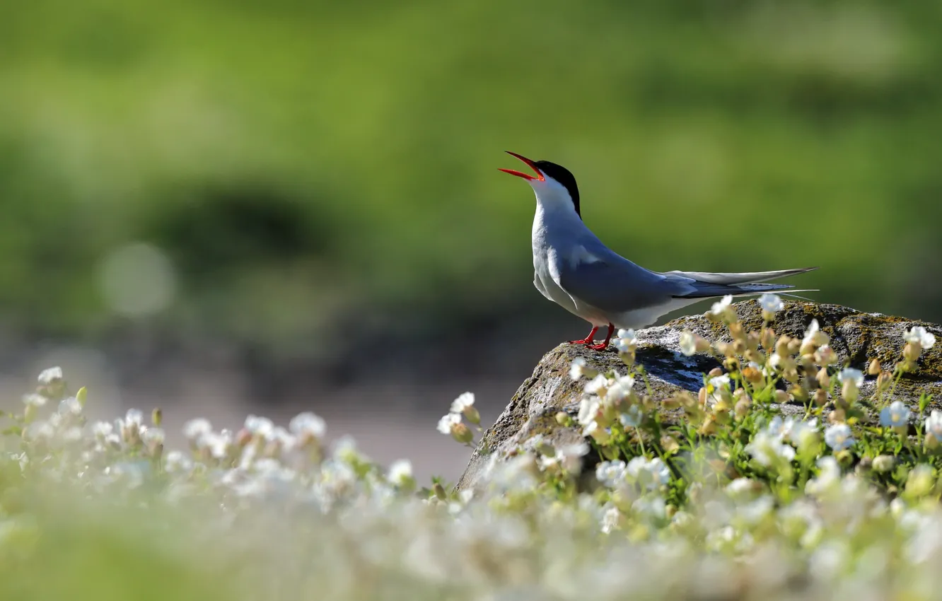 Photo wallpaper nature, bird, Arctic tern