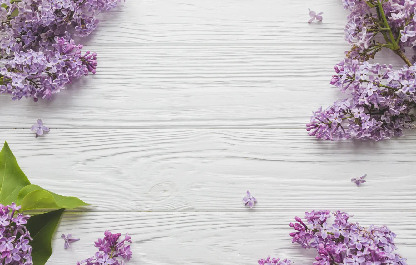 Photo wallpaper flowers, branches, background, lilac