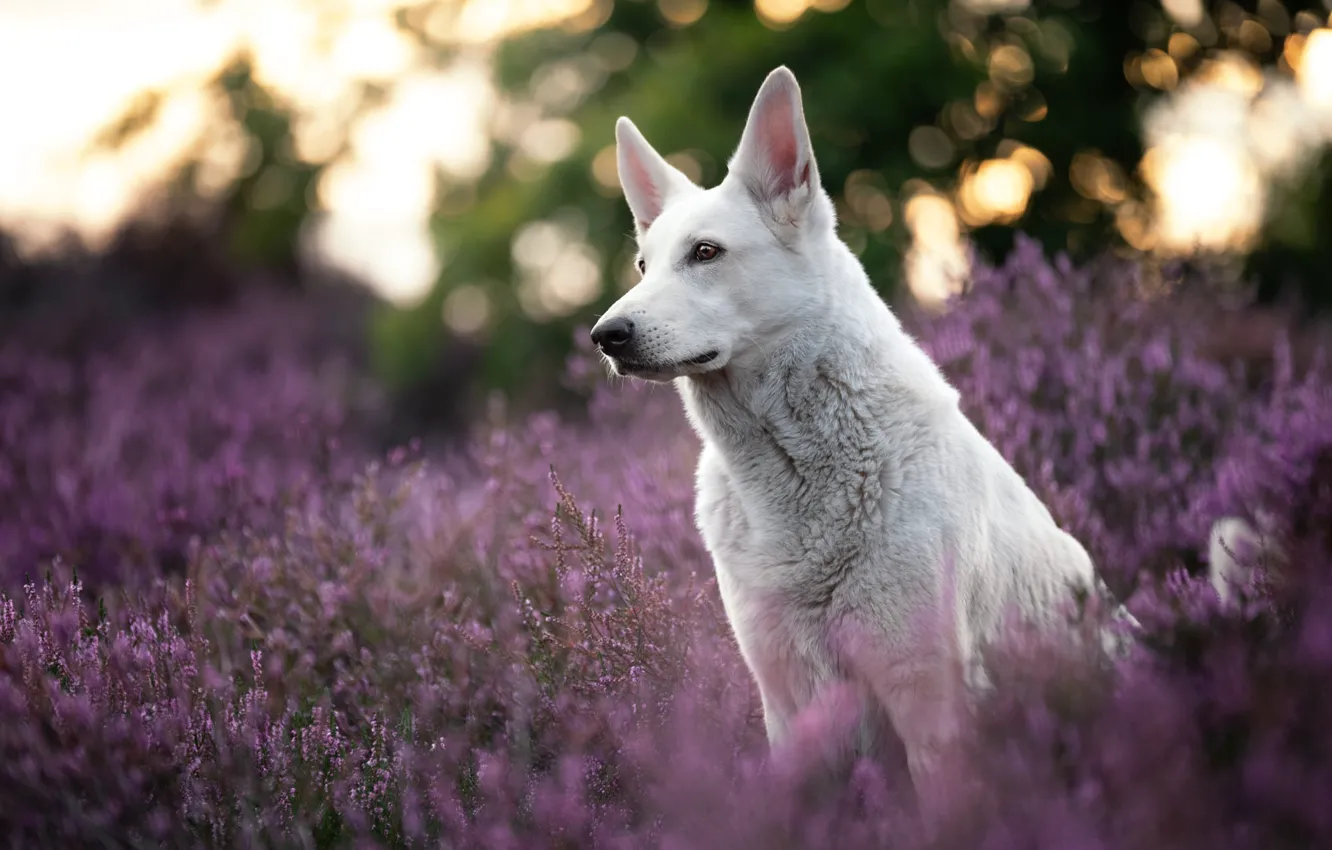 Photo wallpaper white, look, flowers, nature, thickets, glade, dog, pink
