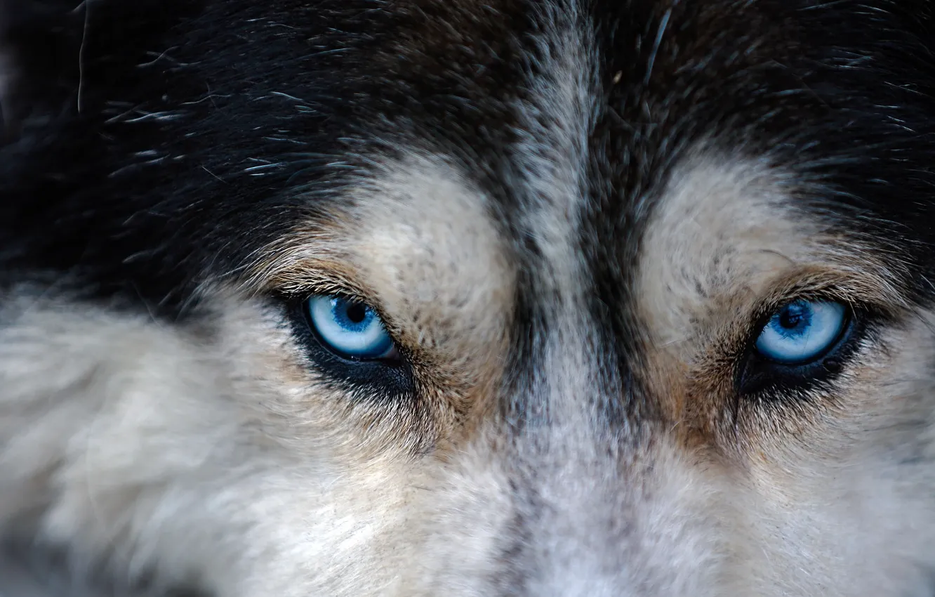 Photo wallpaper eyes, look, dog, husky