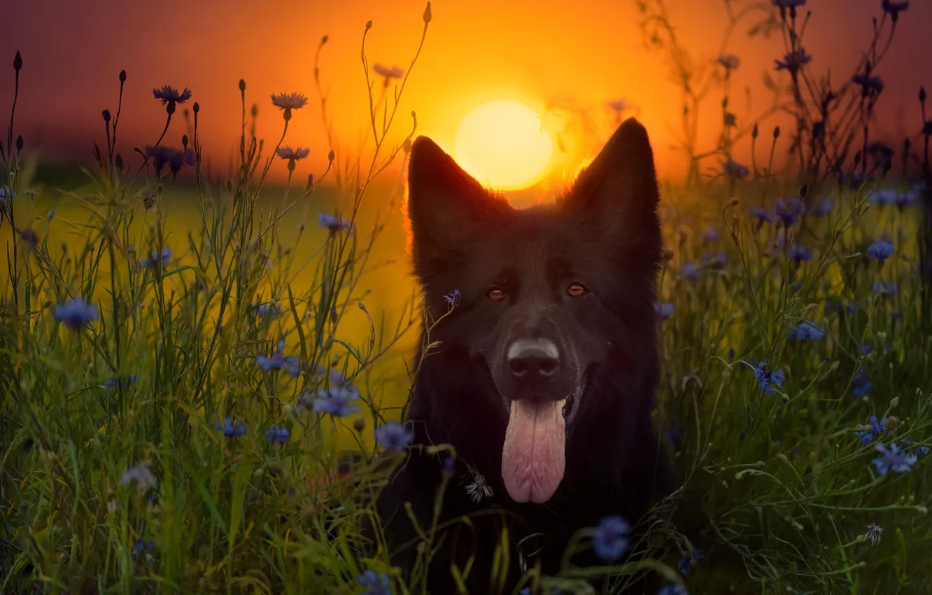 Photo wallpaper greens, field, language, summer, the sky, look, face, the sun