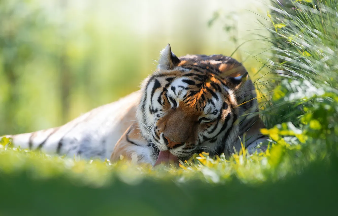 Photo wallpaper grass, tiger, predator, wild cat, Svetlana Pisareva