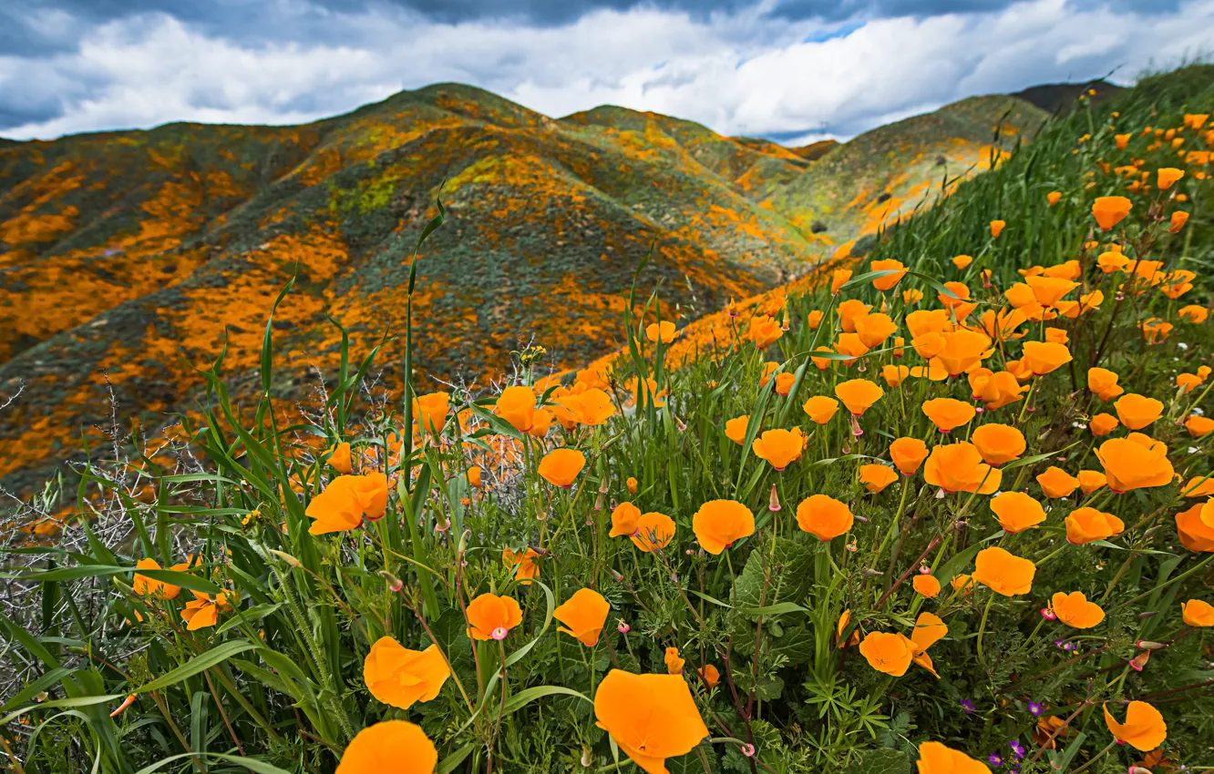Photo wallpaper clouds, flowers, mountains, hills, glade, bright, CA, USA