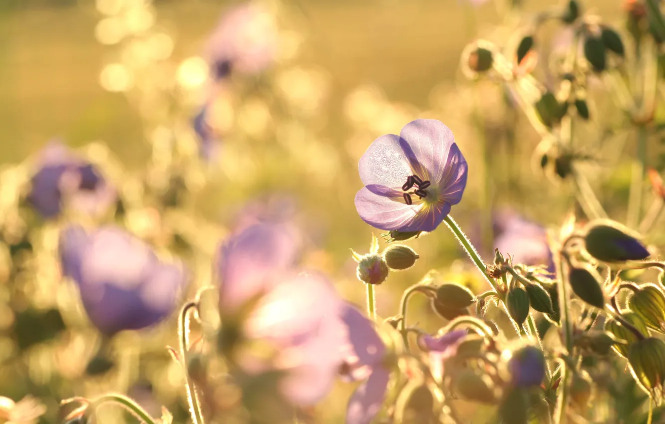 Photo wallpaper light, flowers, buds, field, lilac, bokeh, geranium meadow