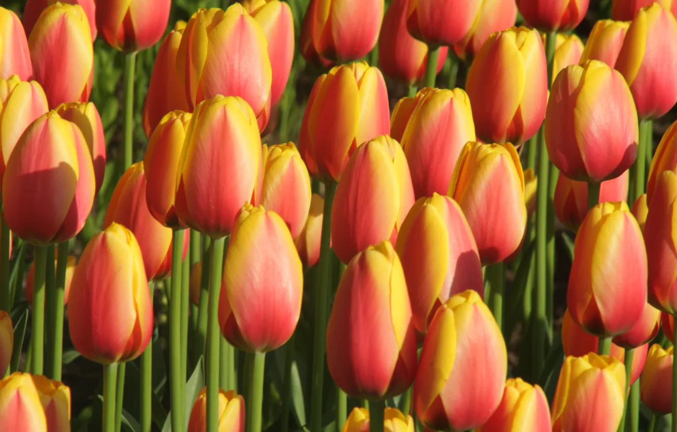 Photo wallpaper flowers, orange, spring, tulips, flowerbed