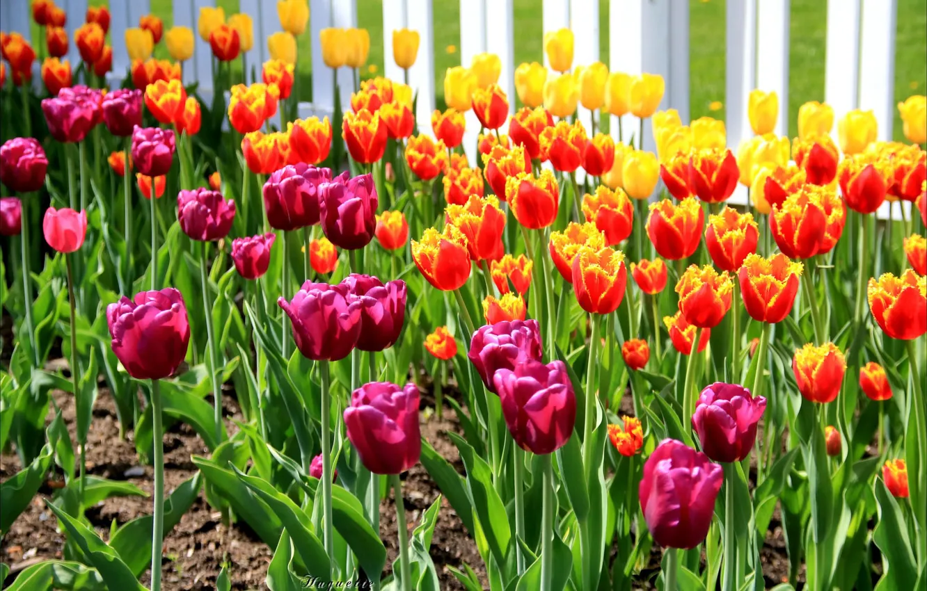 Photo wallpaper bright, spring, tulips, flowerbed