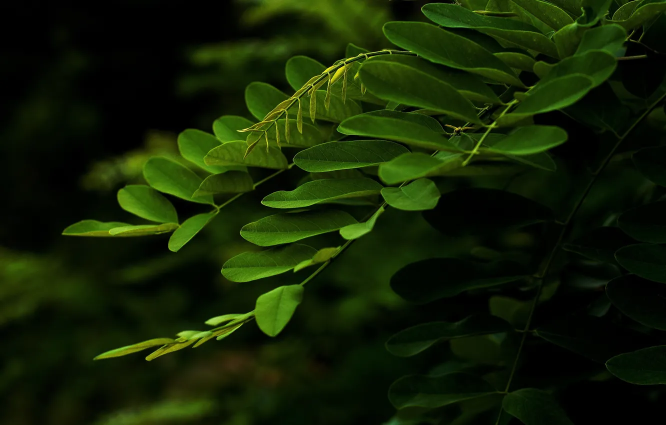 Photo wallpaper greens, leaves, branch, macro.