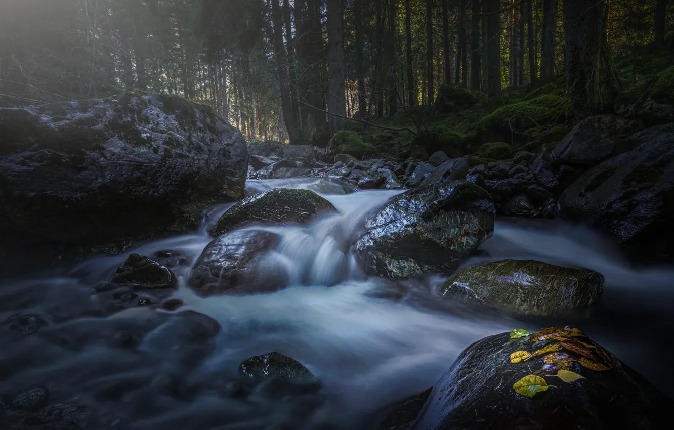 Photo wallpaper forest, water, stream, stones, shore, for, waterfall, stream