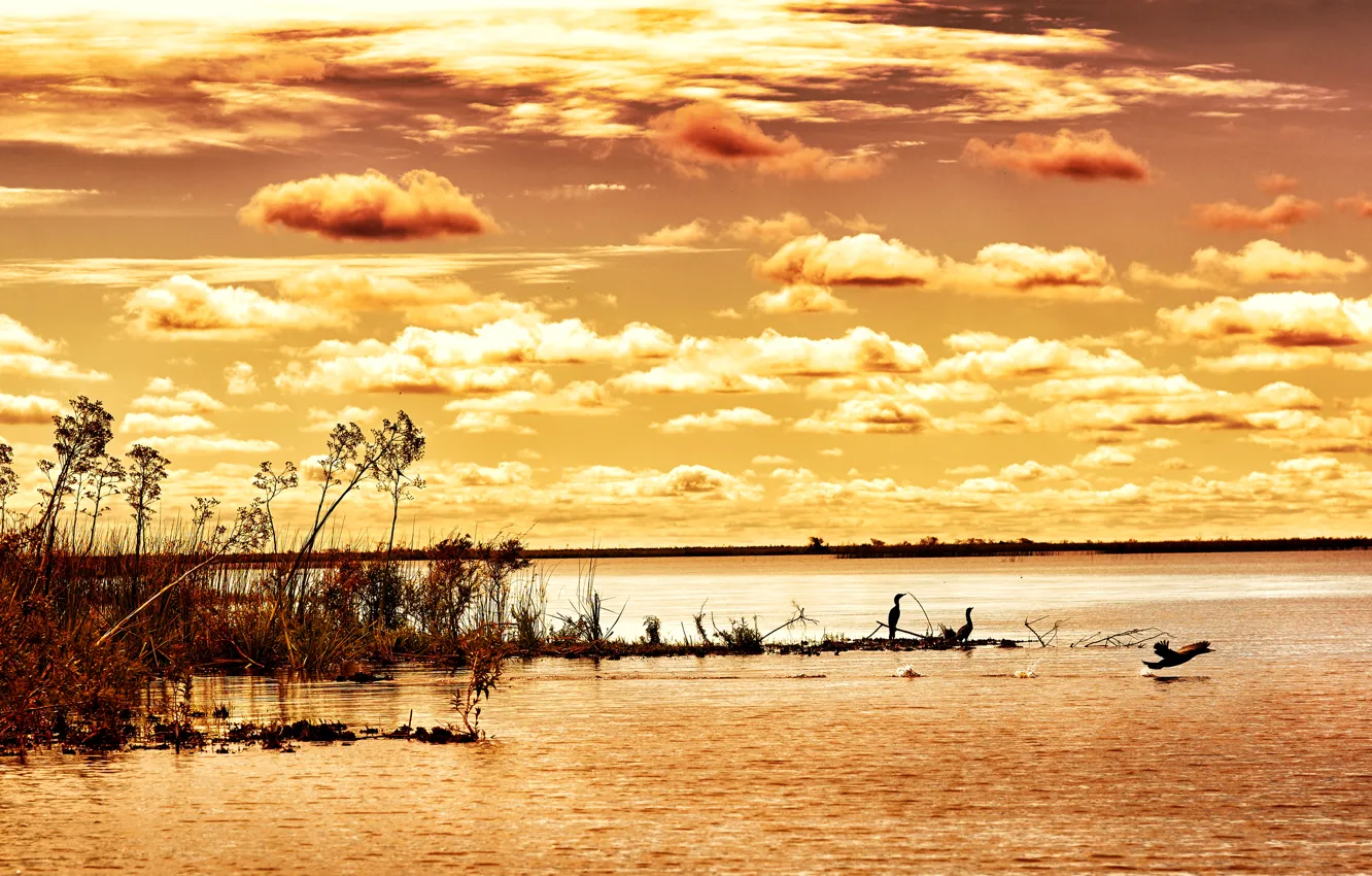 Photo wallpaper the sky, clouds, birds, river, the reeds, dawn, the bushes, Argentina