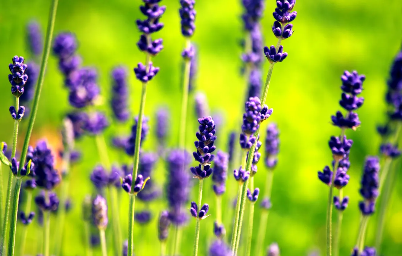 Photo wallpaper flowers, green, lavender, lilac, lavender