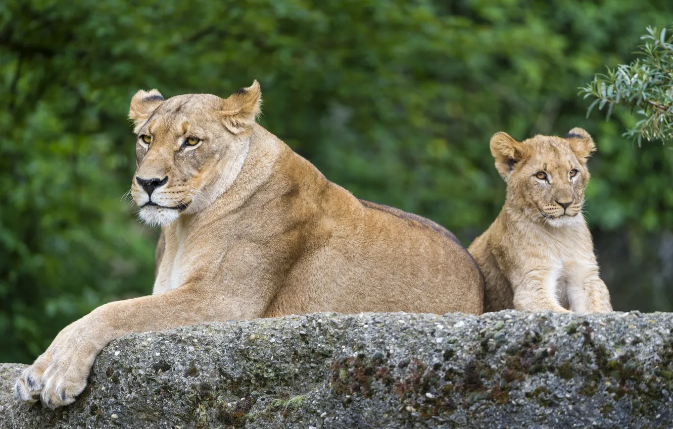 Photo wallpaper cat, stone, cub, kitty, lioness, lion, ©Tambako The Jaguar