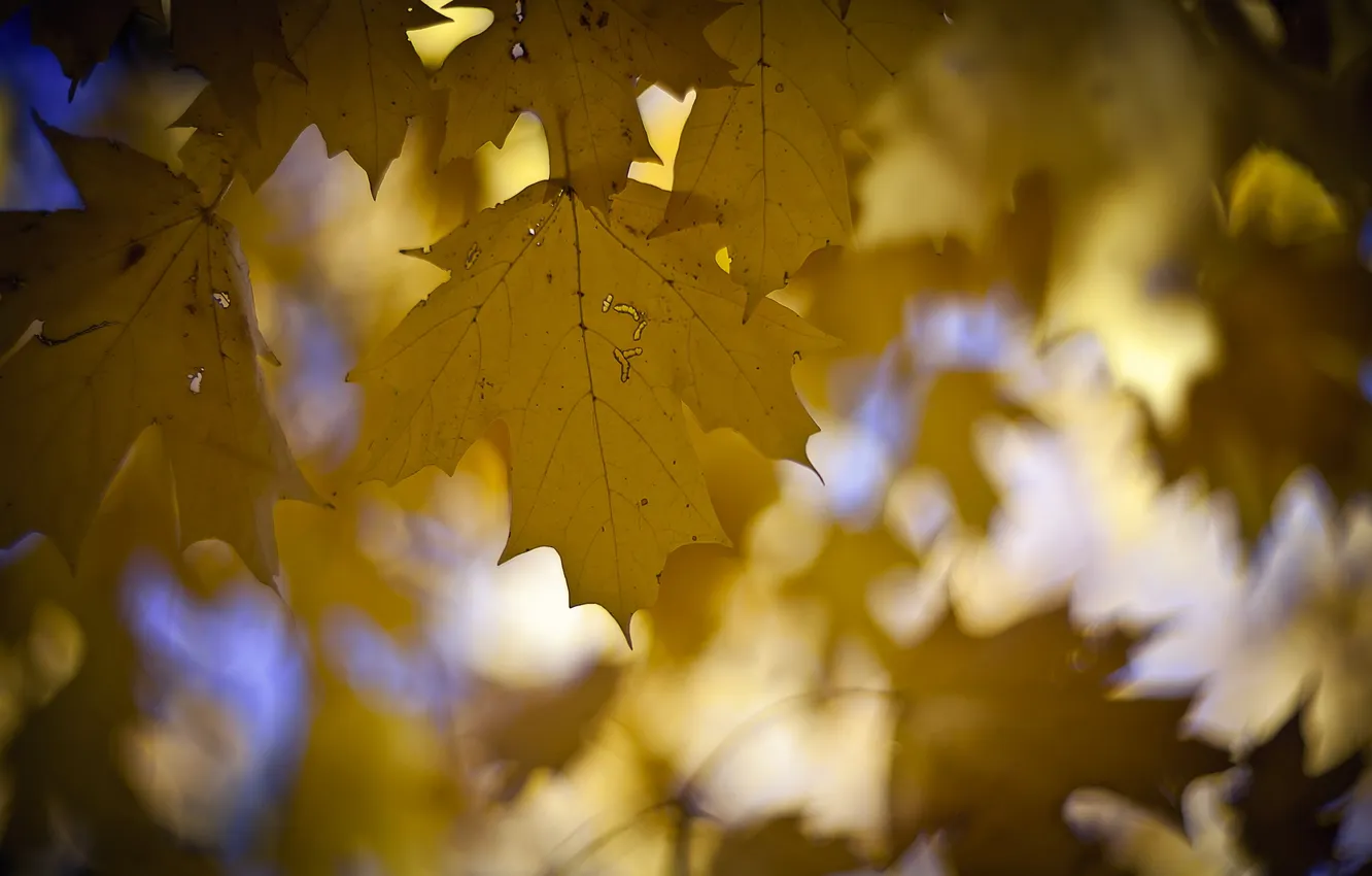 Photo wallpaper leaves, falling, ready to take flight