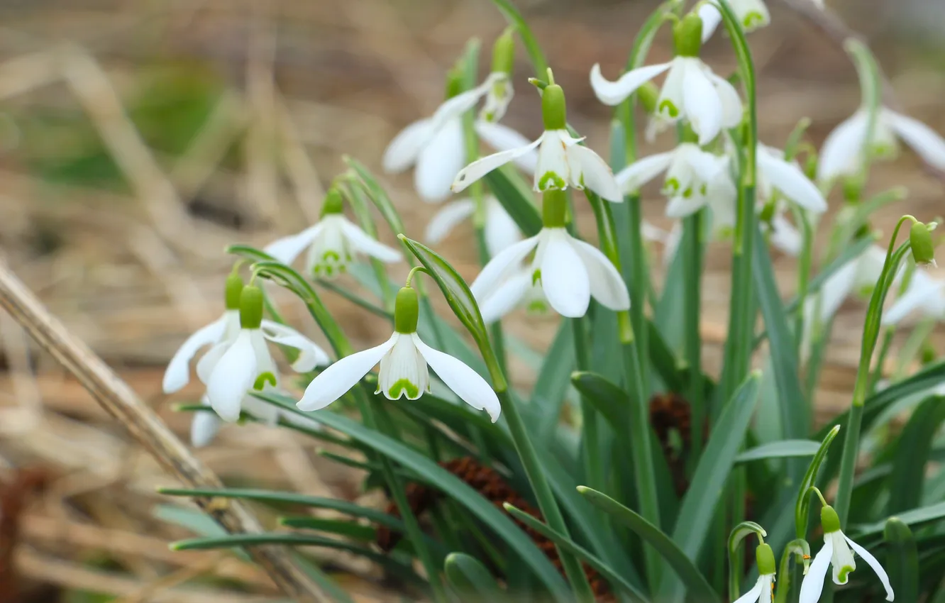 Photo wallpaper white, flower, Snowdrops, blooming