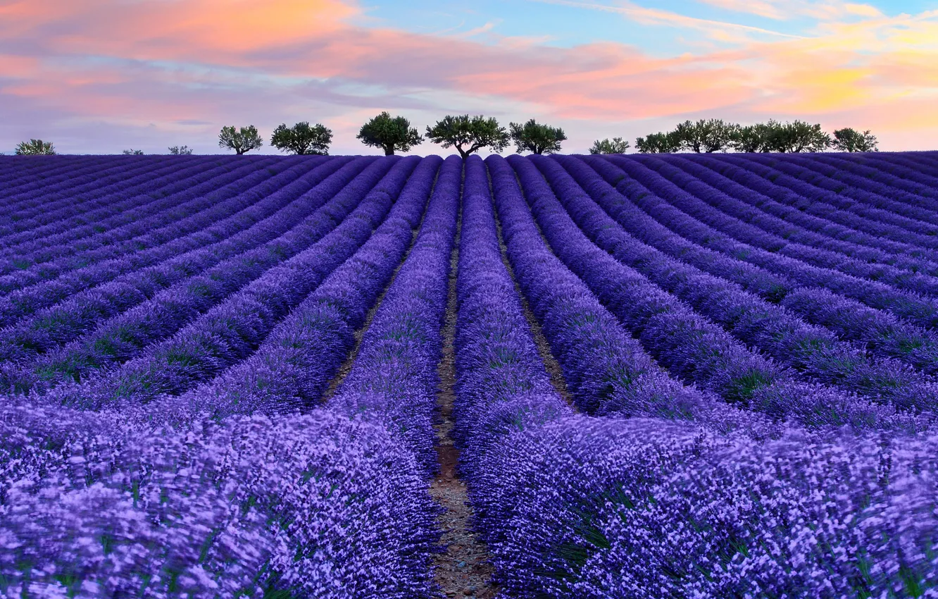 Photo wallpaper field, the sky, clouds, trees, flowers, France, lavender, Provence
