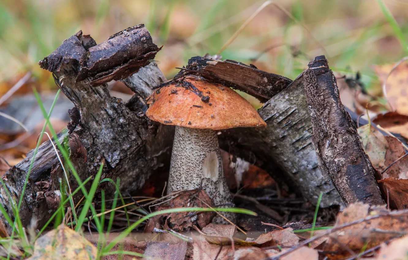 Photo wallpaper trees, mushrooms, boletus