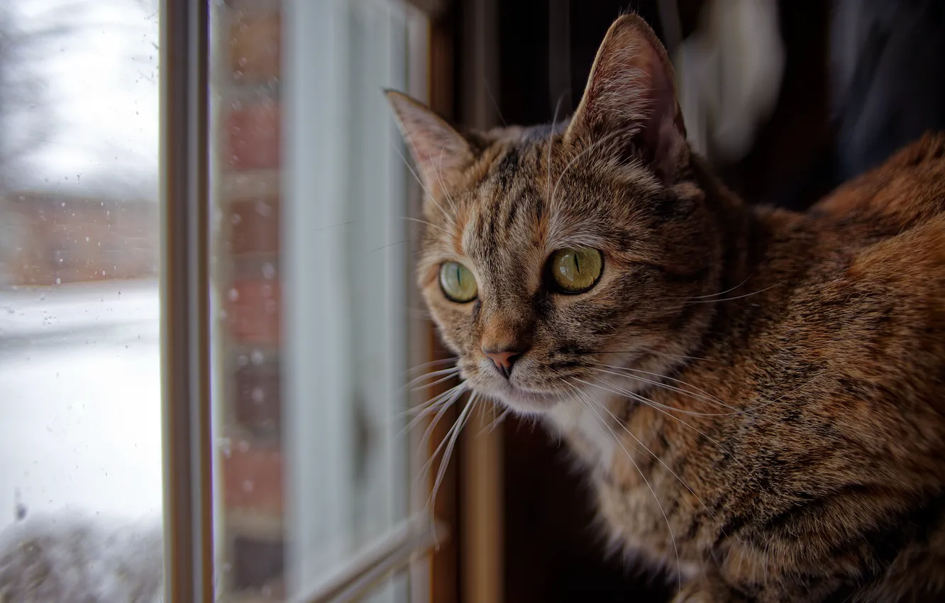 Photo wallpaper cat, cat, look, window, muzzle, cat
