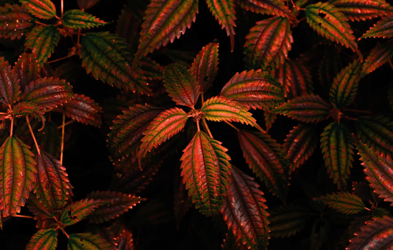 Photo wallpaper leaves, sheet, plant, leaf