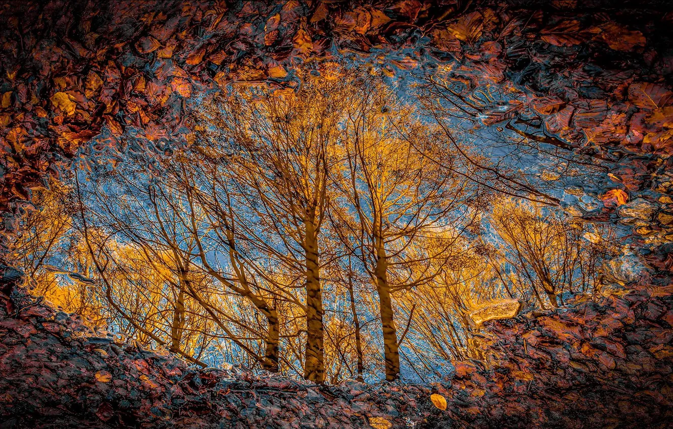 Photo wallpaper autumn, leaves, nature, puddle