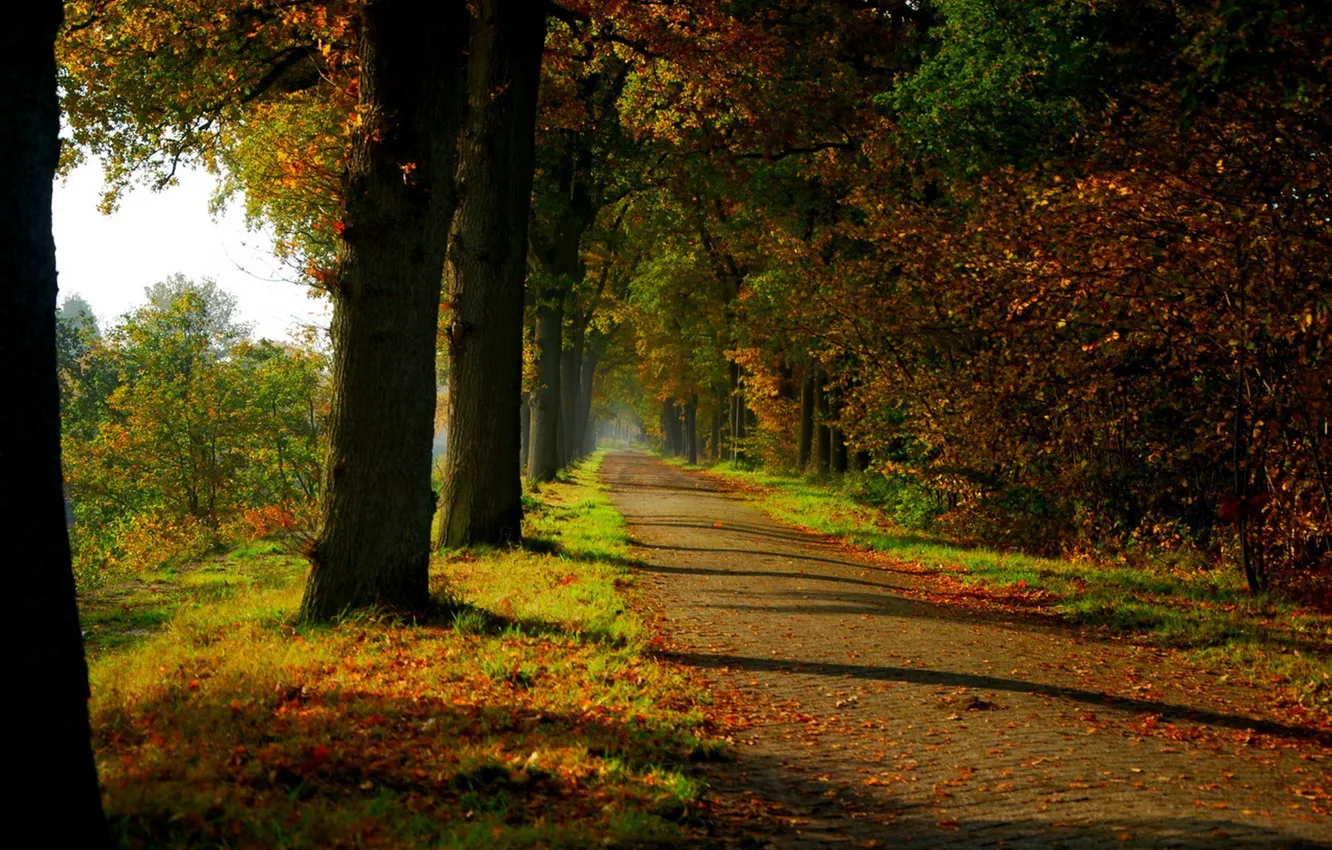 Photo wallpaper road, autumn, forest, leaves, trees, nature, Park, colors