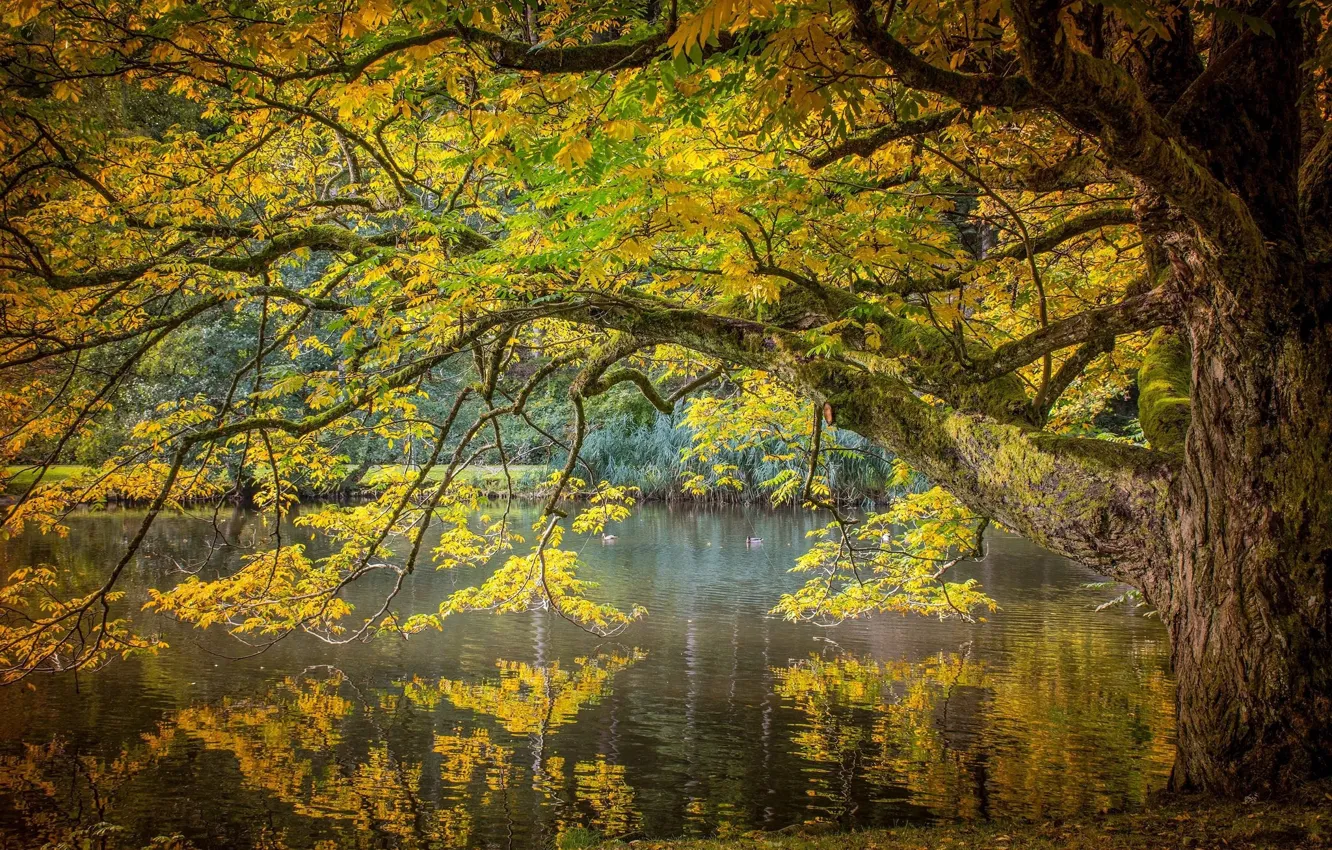 Photo wallpaper autumn, lake, tree