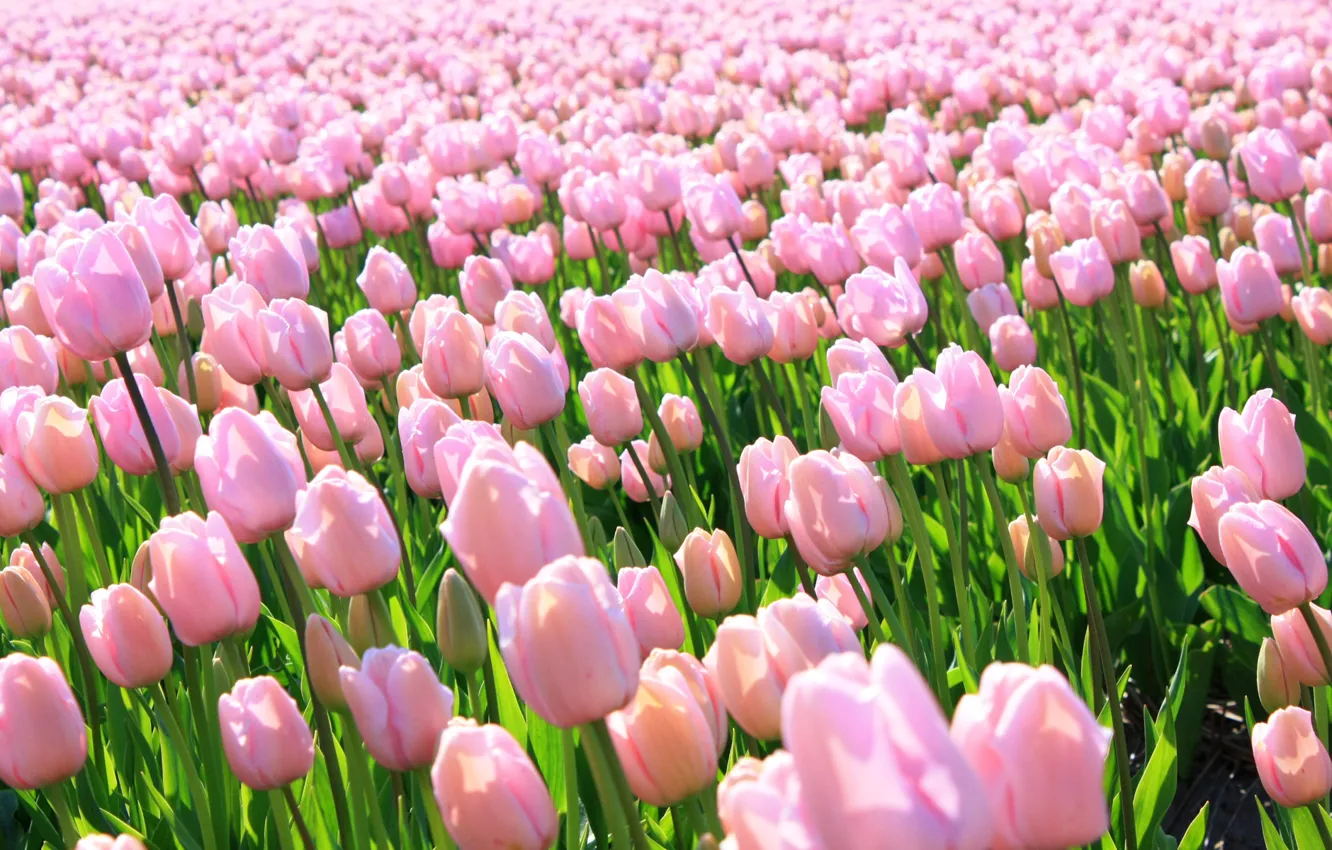 Photo wallpaper Pink, Holland, Tulips, Pink Tulips