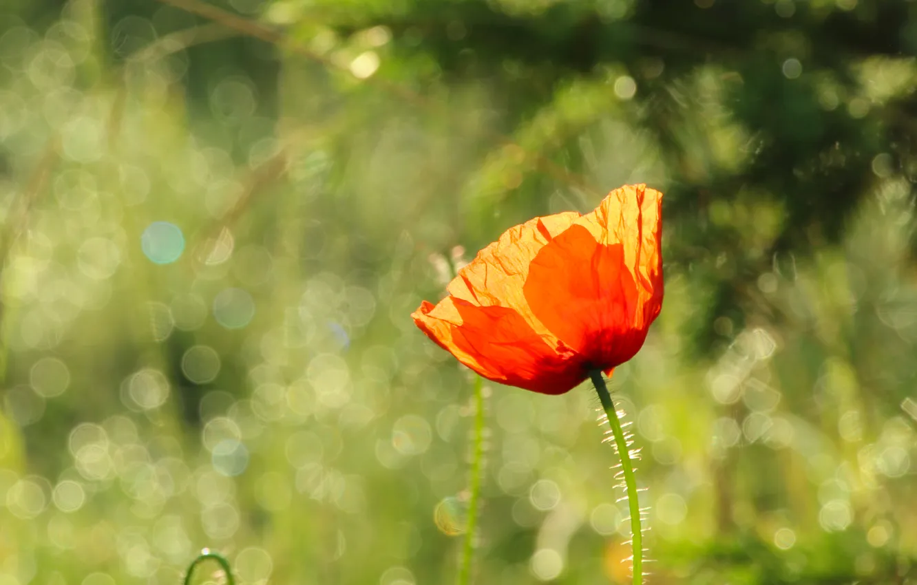 Photo wallpaper red, flower, poppy