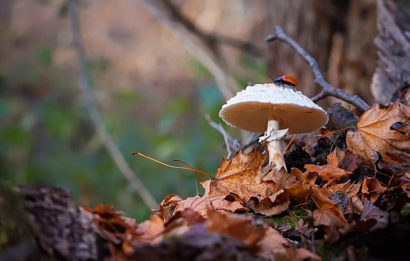 Photo wallpaper autumn, branches, nature, foliage, mushrooms, beetle