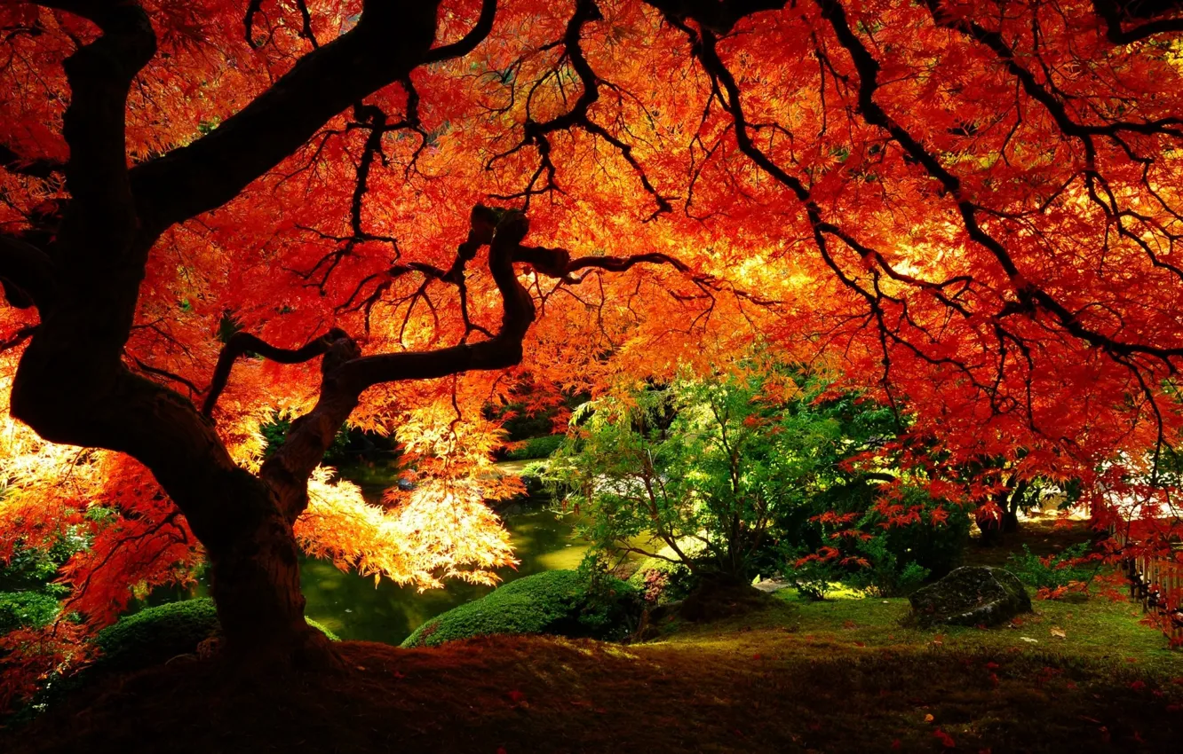 Photo wallpaper autumn, red, nature, yellow leaves, garden