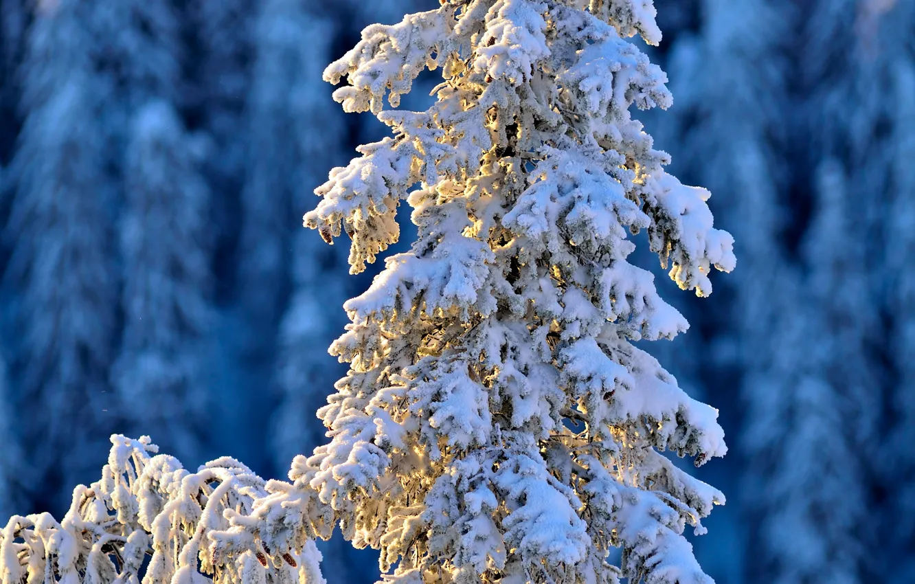 Photo wallpaper winter, snow, spruce, Real winter