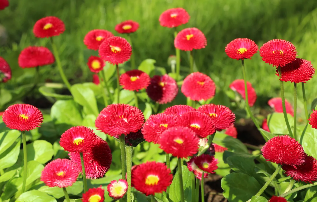Photo wallpaper red, Daisy, blooming