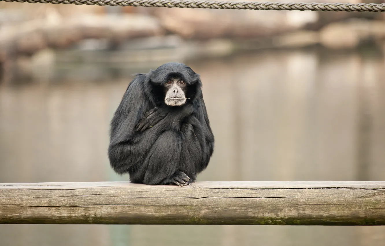 Photo wallpaper animals, monkey, the primacy of, siamang