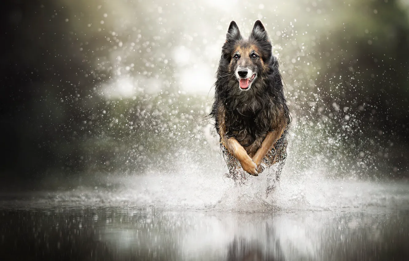 Photo wallpaper squirt, each, dog
